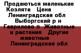 Продаються маленькие Козлята › Цена ­ 5 000 - Ленинградская обл., Выборгский р-н, Гаврилово п. Животные и растения » Другие животные   . Ленинградская обл.